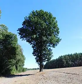 Zielona (Ciechanów)