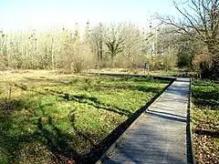 Photographie en couleurs d'un pont de bois traversant une zone humide.