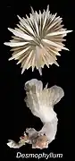 Desmophyllum dianthus