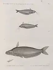 Silure oudnei (Silurus auritus) et Silure schilbé (Silurus mystus)