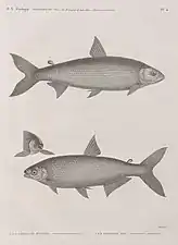 Characin raschal (Characinus dentex) et characin rai (Characinus niloticus)