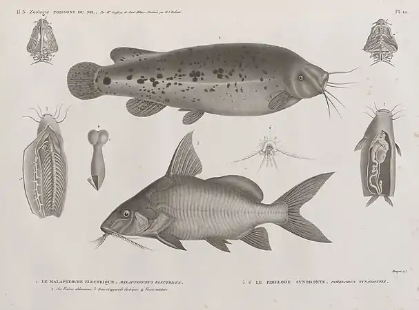 1. Le Malapterure electrique (Malapterurus electricus);2. ses viscères abdominaux, 3. tronc et appareils, 4. vessi natatoire;5.6. Le Pimelode synodonte