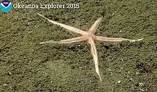 Zoroaster fulgens (Zoroasteridae)