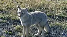 Renard gris d'Argentine (Lycalopex griseus)