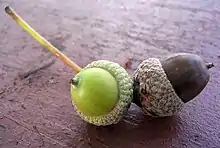 Deux glands mucronés  portant un stylopode