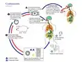Cycle d'un Taenia solium (Cestoda) parasite (provoquant la cysticercose)