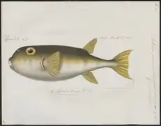 Lagocephalus lunaris