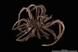 Craspedometra acuticirra