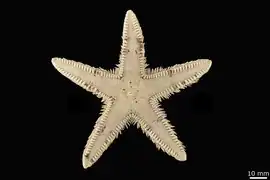 Astropecten sanctaehelenae
