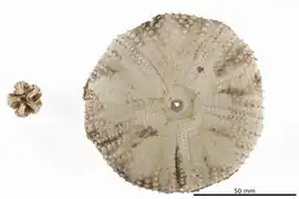 test préservé de Chaetodiadema granulatum