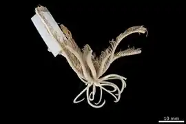 Heterometra schlegelii