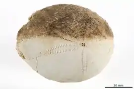 Granobrissoides hirsutus (NHMD)