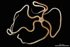 Ophiophragmus paucispinus