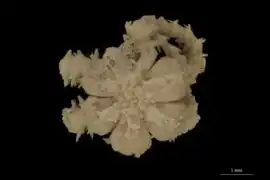 Ophioplinthaca sexradia.