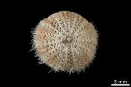 Temnotrema maculatus