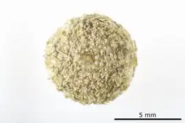 Temnotrema reticulatum