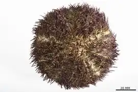 Salmacis belli unicolor séché et préservé