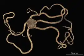 Ophiobyrsa compensata, une Ophiobyrsidae.