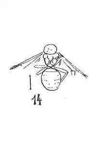 Formica sepulta éch. R691.