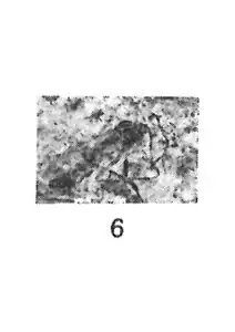 Plecia luteipennis mâle ⚨ Holotype, éch. R2000.