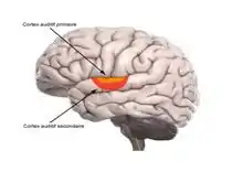 Cortex auditifs primaire et secondaire