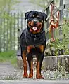 Chien Rottweiler de face, couleur noire dominante.