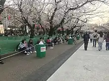 Photo couleur de l'allée d'un parc, bordée de cerisiers en fleurs, sous un ciel blanc laiteux. Des visiteurs sont visibles, assis ou marchant.