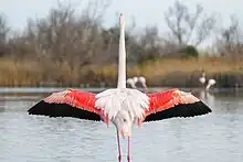 Photo du plumage d'un flamant rose bien visible avec les ailes déployées.