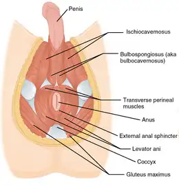 Muscles du périnée masculin.