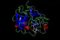 Image illustrative de l’article Entéropeptidase