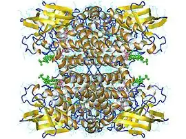 Image illustrative de l’article Acyl-coenzyme A déshydrogénase