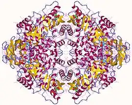 Image illustrative de l’article Pyruvate kinase