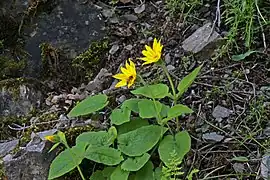 Arnica ovata (Utah, États-Unis).
