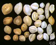 Foraminifères de l'océan Indien, côte Sud-Est de Bali. Largeur de champ = 5,5&nbsp;mm.