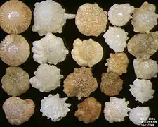 Foraminifères de l'océan Indien, côte Sud-Est de Bali. Largeur de champ = 5,5&nbsp;mm.