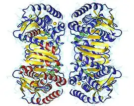 Image illustrative de l’article Malate déshydrogénase