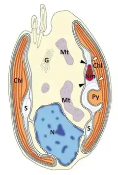Description de l'image 41598 2017 2668 Fig1b HTML.jpg.
