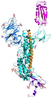 Spicule homotrimère du SARS-CoV-2, avec une sous-unité protéique mise en évidence ; « domaine de liaison » avec l'ACE2 mis en évidence