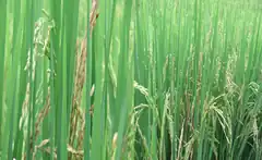 Description de l'image Añublo bacterial.png.