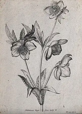 Helleborus Niger floré viridi B.Roses de Noël, ou Hellébore noir(Helleborus niger, L.)