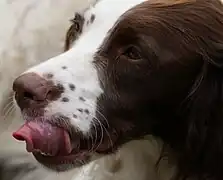 Le Chien (Canis lupus familiaris), plus précisément ici un Springer anglais.