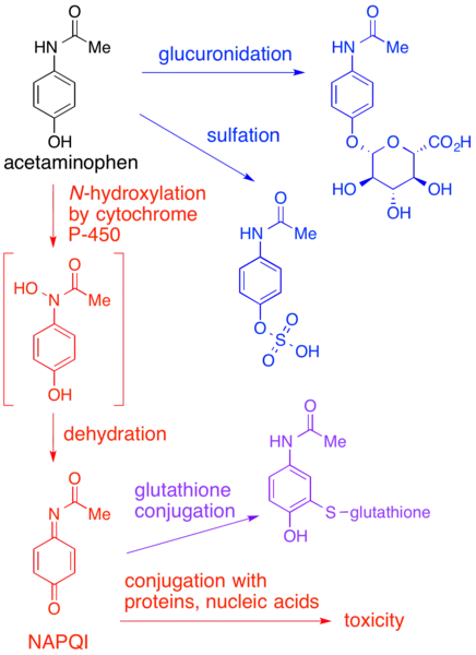 (en) Mécanisme proposé de la toxicité du paracétamol via le NAPQI.