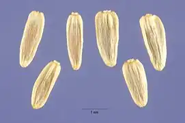 Akènes d’achillée millefeuille.