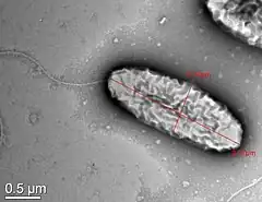 Description de l'image Acidovorax kalamii.jpg.