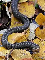 Les morsures causées par la vipère péliade, très répandue à travers l'Europe et la Russie, sont peu courantes et rarement mortelles.