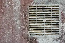 Algues rouges sur mur (Bretagne).