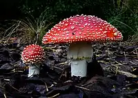 L'amanite tue-mouches (Amanita muscaria).