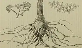 Image illustrative de l’article Sumbul