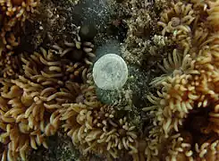 Un autre foraminifère contemporain, probablement de la famille des Soritidae.