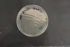 Description de l'image Amycolatopsis jejuensis NRRL B-24427 (Type Strain).jpg.